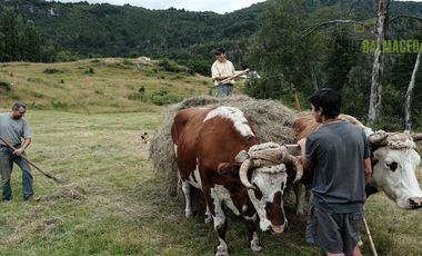 Agrícola en Venta en Campo de 206 hás en Llanada Grande, Sector Lago Las Rocas