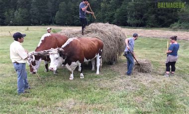 Agrícola en Venta en Campo de 206 hás en Llanada Grande, Sector Lago Las Rocas