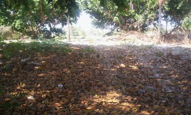 Terreno de 9,000 m² sobre carretera a la altura de tres vidas