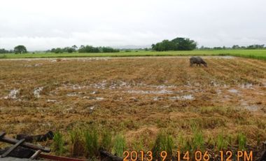 Rush sale Titled Farm lot in Pangasinan