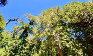 Agrícola en Venta en Molulco - Melipeuco