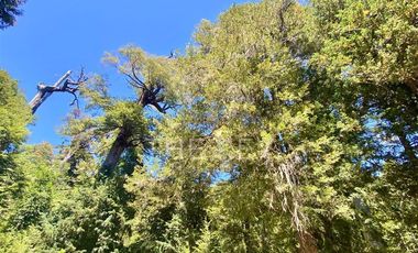 Agrícola en Venta en Molulco - Melipeuco