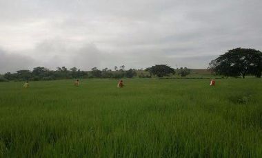 Vendo finca agrícola en Balzar 916.4 hectáreas dotada de sistema de riego de primer orden