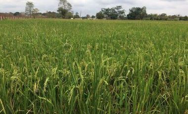Vendo finca agrícola en Balzar 916.4 hectáreas dotada de sistema de riego de primer orden