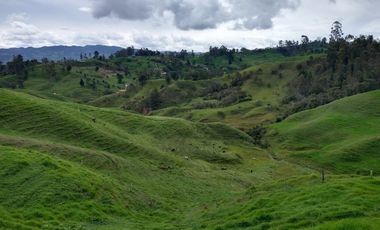 VENDO FINCA GANADERA EN DON MATÍAS ANTIOQUIA.
