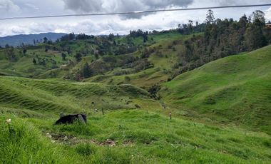 Te vendo esta extensa finca con muy buenas aguas para ganado en Don Matías.