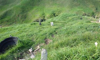 VENDO FINCA GANADERA EN DON MATÍAS ANTIOQUIA.