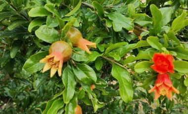 VENTA en PABELLÓN DE ARTEAGA