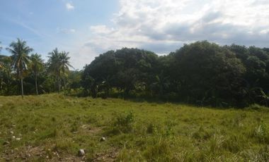 Sibonga farm land and along the road near simala lindogon church.