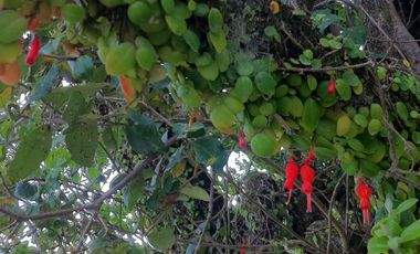 Casa en Aeródromo  Calcurrupe   Lago Ranco