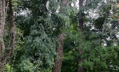 Casa en Aeródromo  Calcurrupe   Lago Ranco