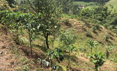 LOTE EN VENTA EN SECTOR EL TAMBO/DOSQUEBRADAS