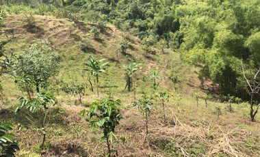 LOTE EN VENTA EN SECTOR EL TAMBO/DOSQUEBRADAS