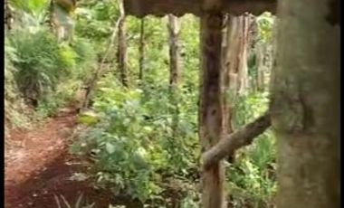 2,5 Ha Kebun Subur Desa Sumur Bandung, Cipatat, Bandung Barat