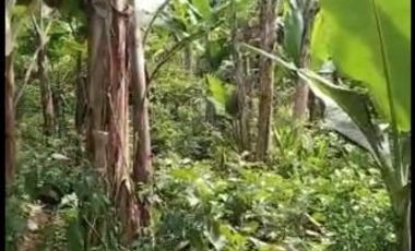 2,5 Ha Kebun Subur Desa Sumur Bandung, Cipatat, Bandung Barat