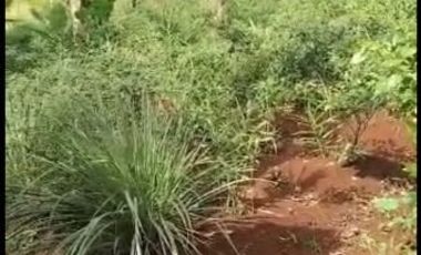 2,5 Ha Kebun Subur Desa Sumur Bandung, Cipatat, Bandung Barat