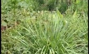 2,5 Ha Kebun Subur Desa Sumur Bandung, Cipatat, Bandung Barat
