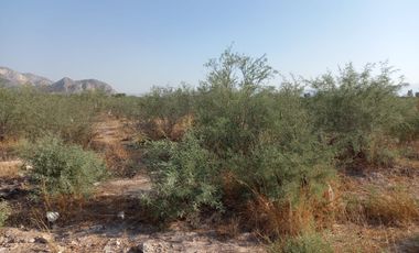 TERRENO EN VENTA LEÓN GUZMAN, LERDO DRO.