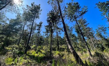 Sitio en venta en Boyeruca, Loteo Fundo Boyeruca