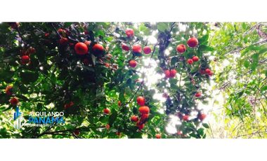 En venta preciosa finca cafetalera y de cítricos en Boquete