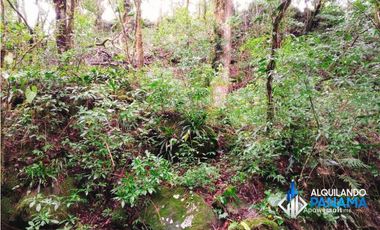 En venta preciosa finca cafetalera y de cítricos en Boquete