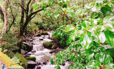 En venta preciosa finca cafetalera y de cítricos en Boquete