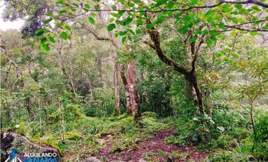 En venta preciosa finca cafetalera y de cítricos en Boquete