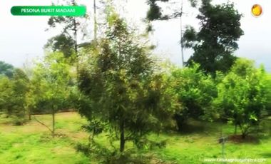 Ready Stock Lahan Kebun Durian di Pesona Bukit Madani