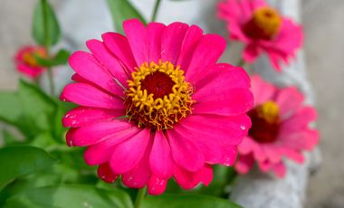 Ashtari Estate - Restaurant Lounge Yoga Loft