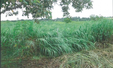 TERRENO de 1.6 HAS EN EL VALLE DE CERRO AZUL