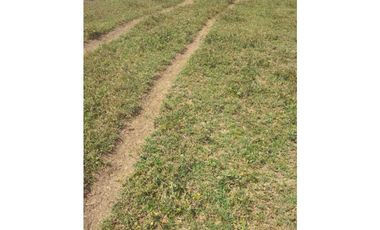 VENTA DE FINCA EN SAN ANTERITO, MONTERIA