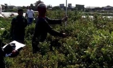 Di jual tanah luas 6 HA (60000 m2)daerah asem rowo, perbatasan tol tandes dan tol dupak