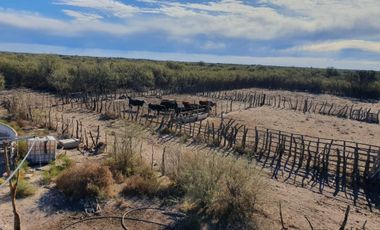 CAMPO GANADERO Oportunidad 1200 hectareas