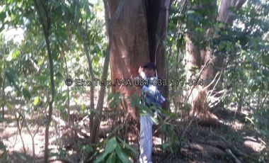 Tanah Cantik Tepi Pantai Pasir Putih Pulau Moyo View Sunsite