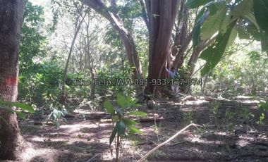 Tanah Cantik Tepi Pantai Pasir Putih Pulau Moyo View Sunsite