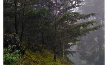 VENTA HERMOSO terreno en el bosque cerca de Mineral del Chico $700 el m2