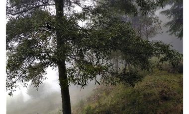 VENTA HERMOSO terreno en el bosque cerca de Mineral del Chico $700 el m2