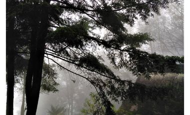 VENTA HERMOSO terreno en el bosque cerca de Mineral del Chico $700 el m2