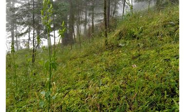 VENTA HERMOSO terreno en el bosque cerca de Mineral del Chico $700 el m2