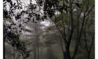 VENTA HERMOSO terreno en el bosque cerca de Mineral del Chico $700 el m2
