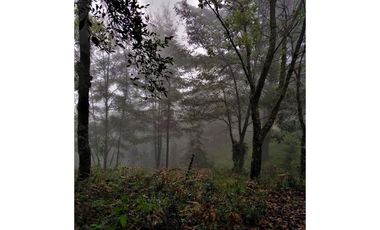 VENTA HERMOSO terreno en el bosque cerca de Mineral del Chico $700 el m2