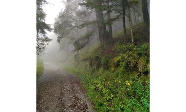 VENTA HERMOSO terreno en el bosque cerca de Mineral del Chico $700 el m2