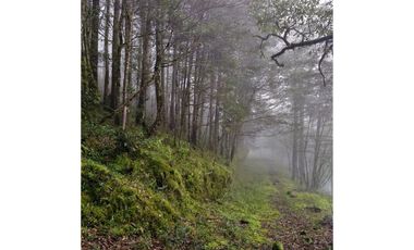 VENTA HERMOSO terreno en el bosque cerca de Mineral del Chico $700 el m2