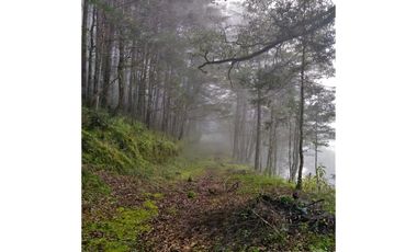 VENTA HERMOSO terreno en el bosque cerca de Mineral del Chico $700 el m2