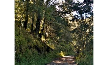 VENTA HERMOSO terreno en el bosque cerca de Mineral del Chico $700 el m2