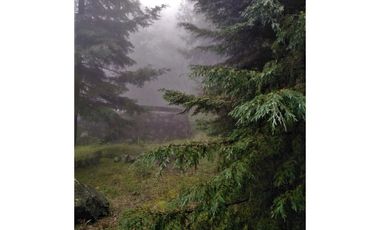VENTA HERMOSO terreno en el bosque cerca de Mineral del Chico $700 el m2