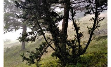 VENTA HERMOSO terreno en el bosque cerca de Mineral del Chico $700 el m2