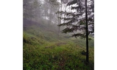 VENTA HERMOSO terreno en el bosque cerca de Mineral del Chico $700 el m2