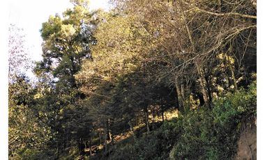 VENTA HERMOSO terreno en el bosque cerca de Mineral del Chico $700 el m2