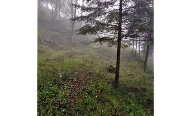 VENTA HERMOSO terreno en el bosque cerca de Mineral del Chico $700 el m2